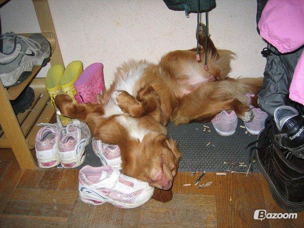 Nova scotia duck tolling retriever Malou - Øhm?... Ja, det bare et tilfældigt billede af Malou;) billede 14