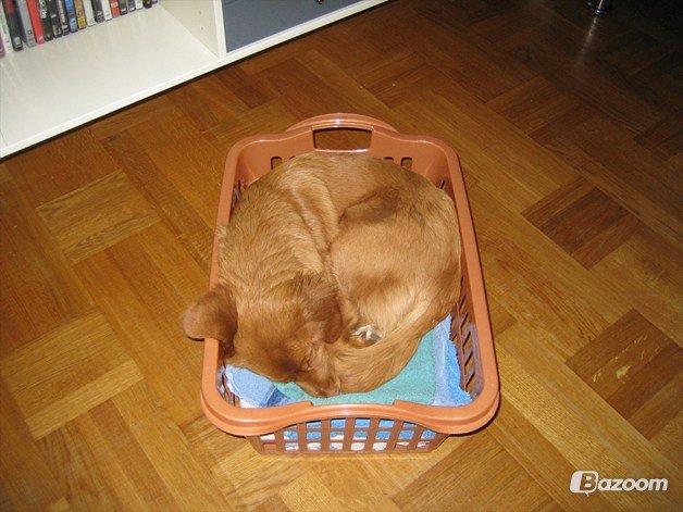 Nova scotia duck tolling retriever Malou - SÅ! Blev man træt! billede 16