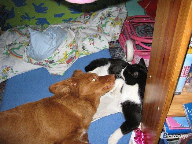 Nova scotia duck tolling retriever Malou - Katte glade hund! <3 billede 17