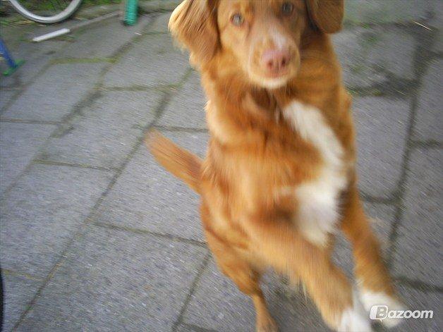 Nova scotia duck tolling retriever Malou - Huuuplaa!:D billede 18