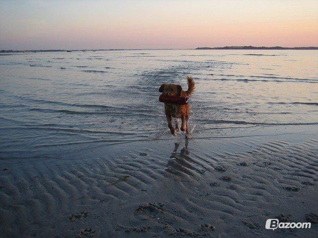 Nova scotia duck tolling retriever Malou - Taaaak fordi at i kiggede med! :D billede 19