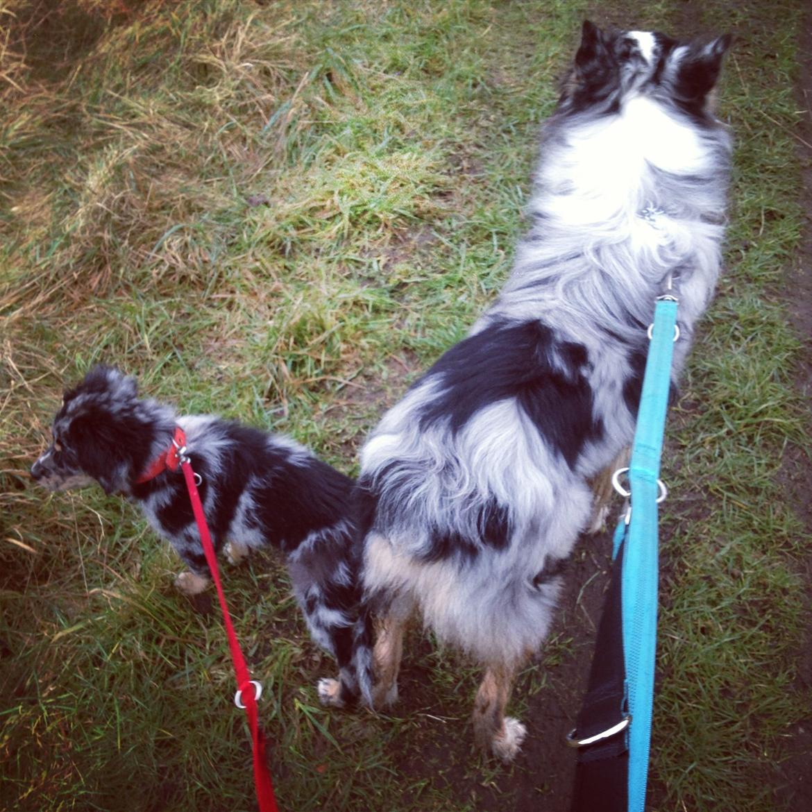 Blanding af racer Merci 6 år <3 - 10 uger gammel, med ude og gå med Morgan  billede 16