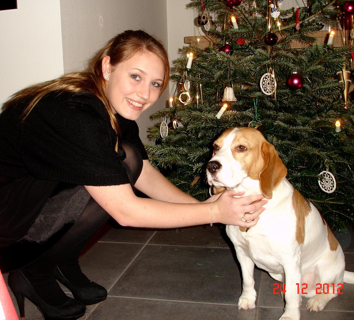Beagle Mads / Fairytosh Mc. Cafferty - Juleaften 2012 (= Mig og min dejlige beagle. billede 20