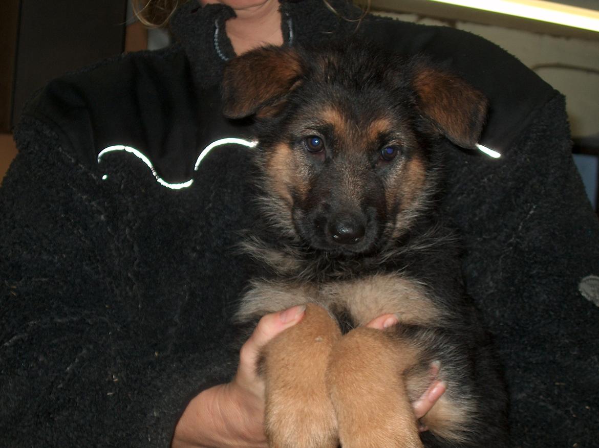 Schæferhund Team Paka´s First Fancy - 8 uger gammel og bare yndig. billede 4