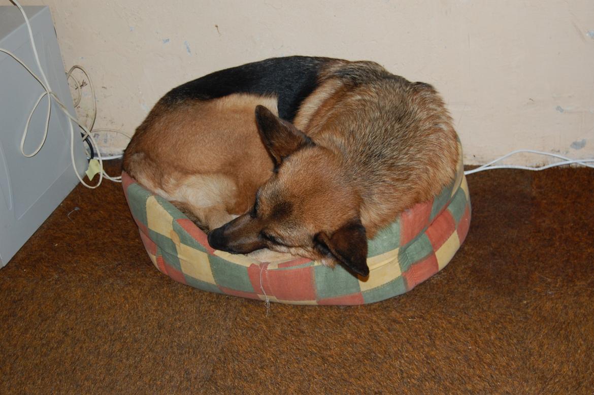 Schæferhund Team Paka´s First Fancy - I mangel af bedre må man jo nøjes med en kattekurv
 :-) billede 3