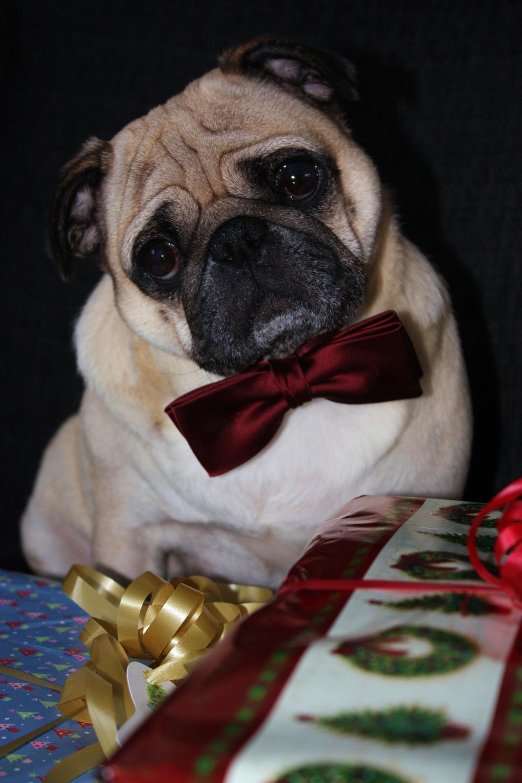 Mops Cosmo - Cosmo 24dec 2012 billede 7