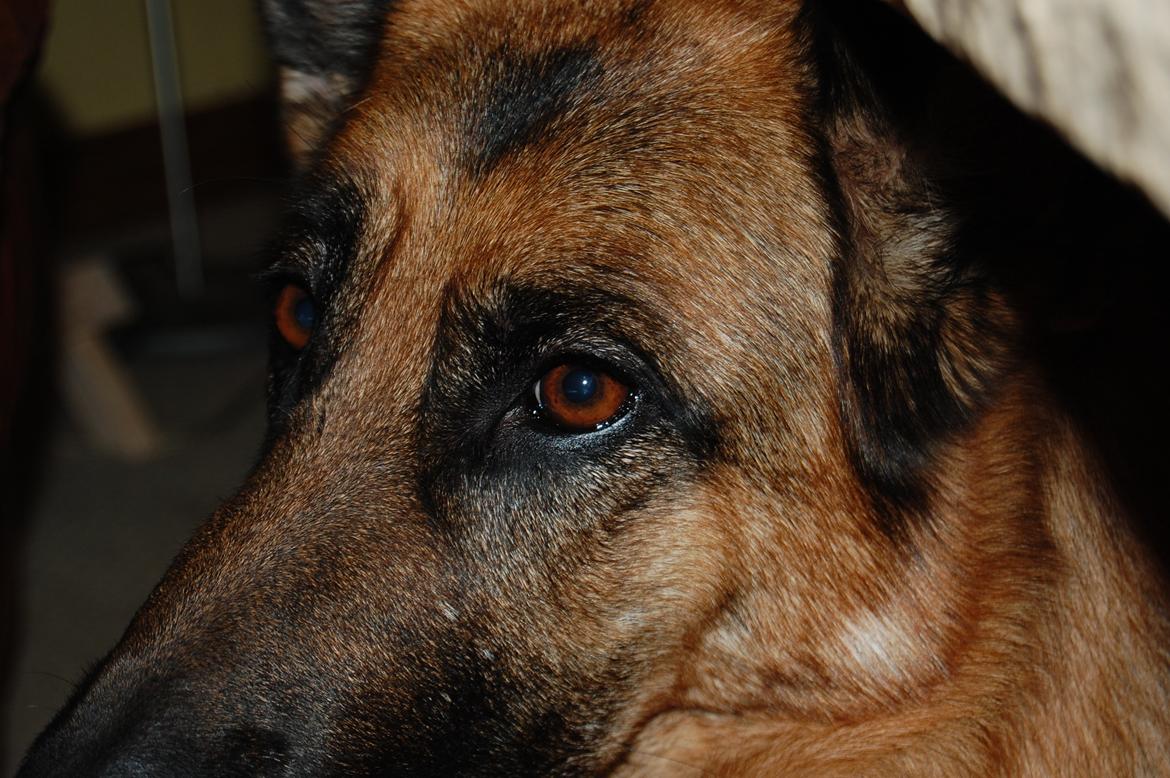 Schæferhund Team Paka´s First Fancy - Øjne siger alt... billede 1