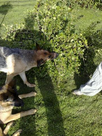 Schæferhund Team Paka´s First Fancy - Fancy plukker stikkelsbær. billede 5