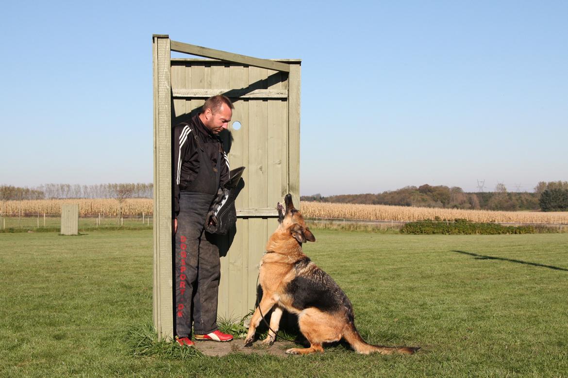 Schæferhund Team Paka´s First Fancy - Giv mig så det ærme.... billede 6