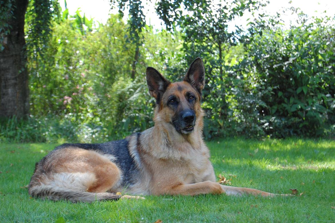 Schæferhund Team Paka´s First Fancy billede 7