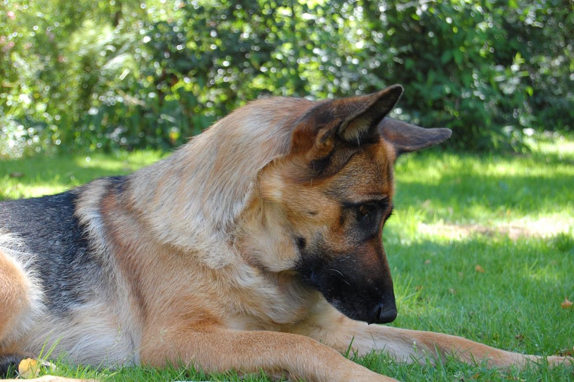 Schæferhund Team Paka´s First Fancy - Der kravler vist en myre på mit ben... :-) billede 8