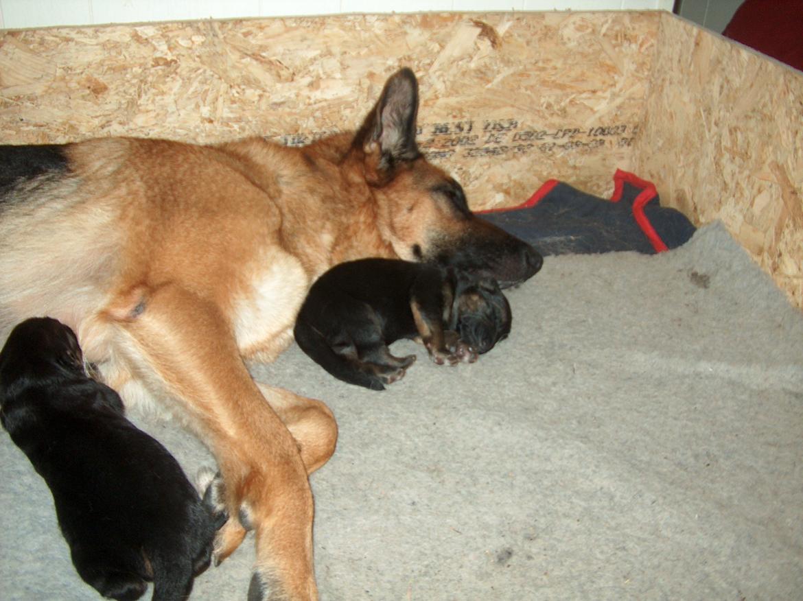 Schæferhund Team Paka´s First Fancy - Efter vel overstået fødsel trænger man til at slappe af. billede 9