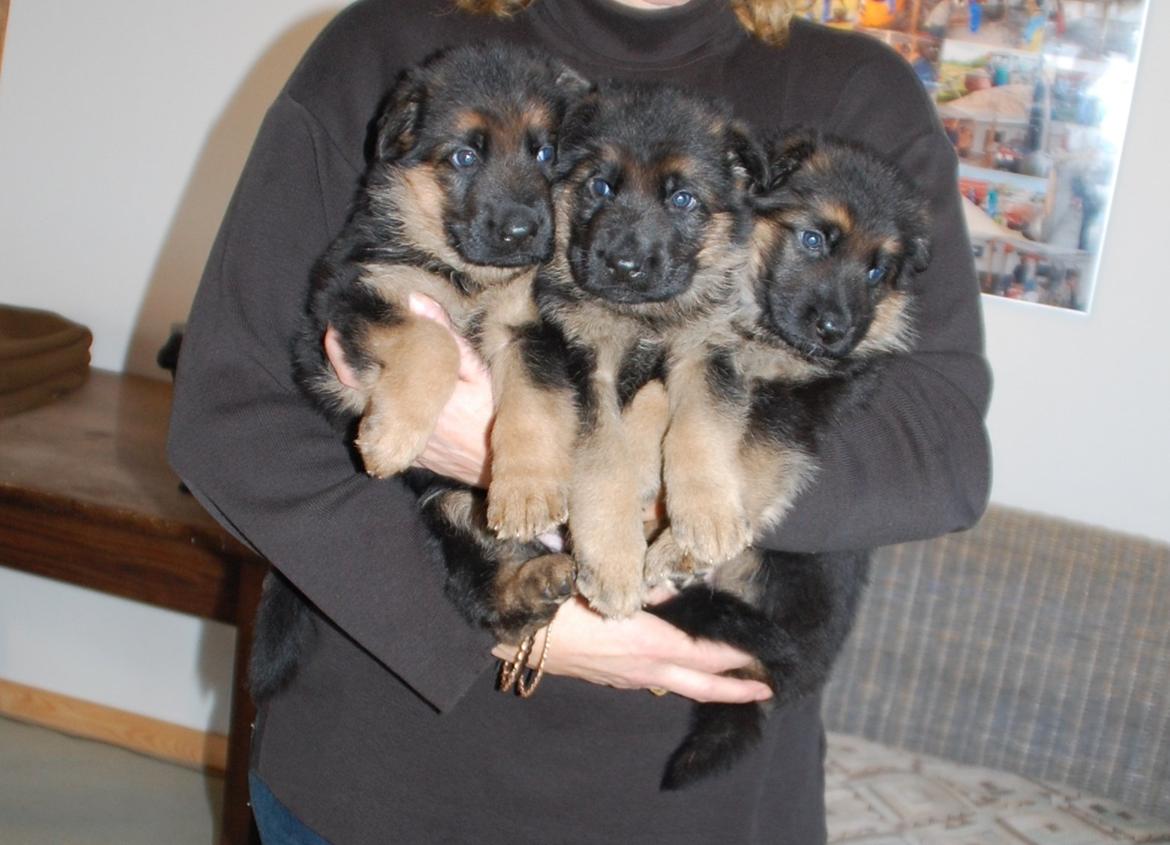 Schæferhund Team Paka´s First Fancy - 3 af Fancy´s hvalpe.  billede 10