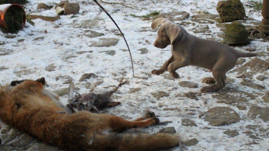 Weimaraner Canto billede 1