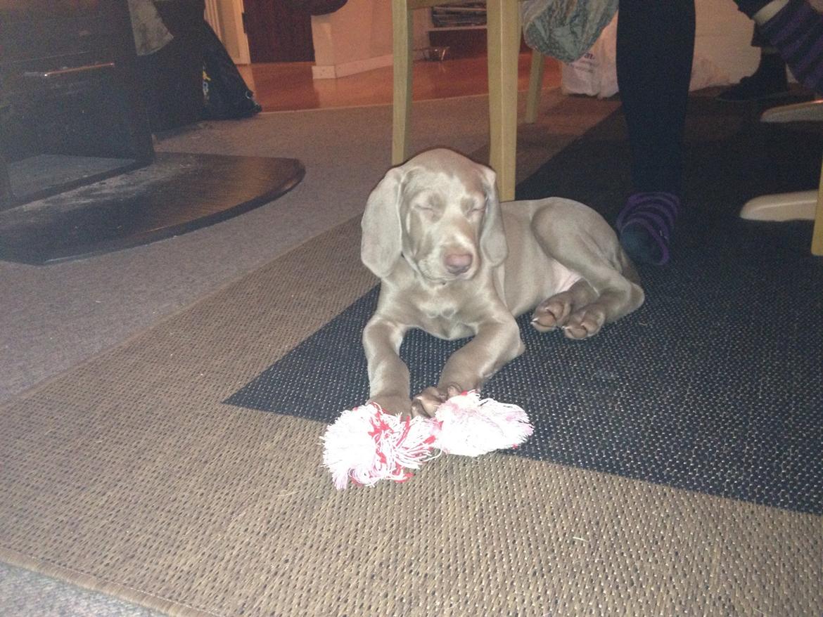 Weimaraner Canto billede 2