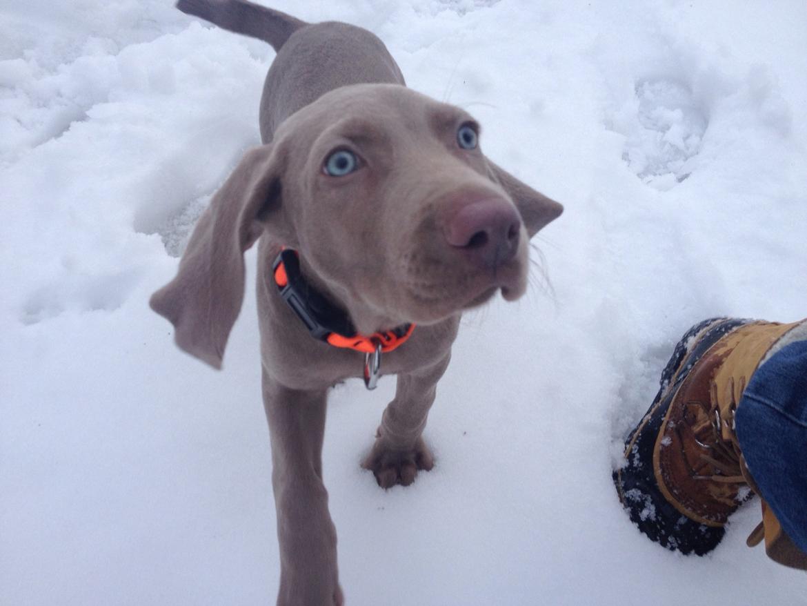 Weimaraner Canto billede 3