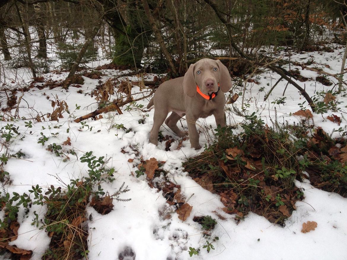 Weimaraner Canto billede 4