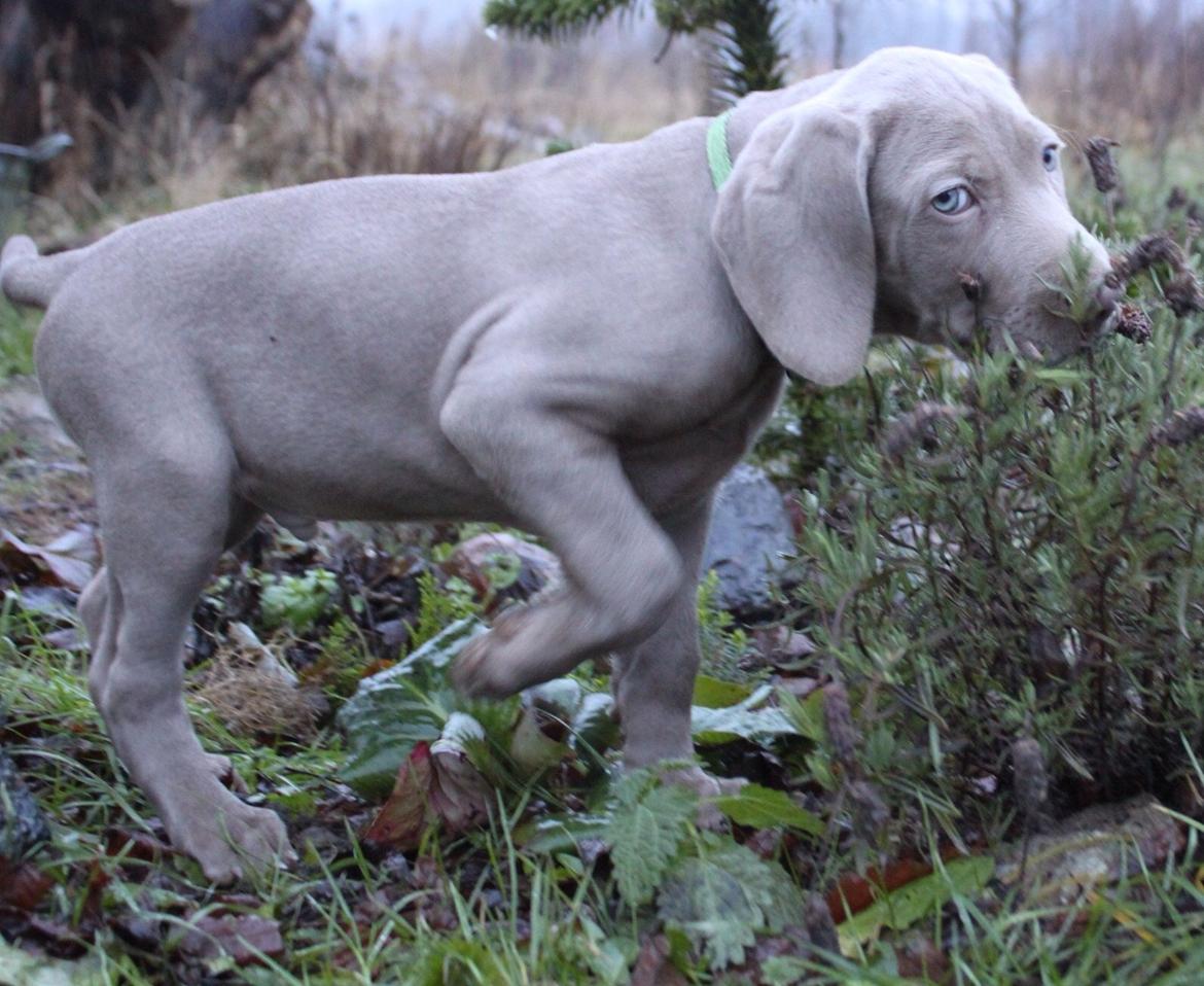 Weimaraner Canto billede 5