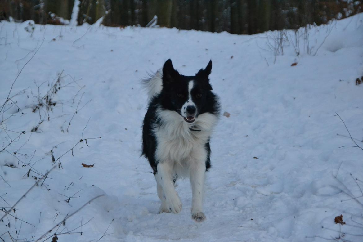 Border collie Nicko billede 16