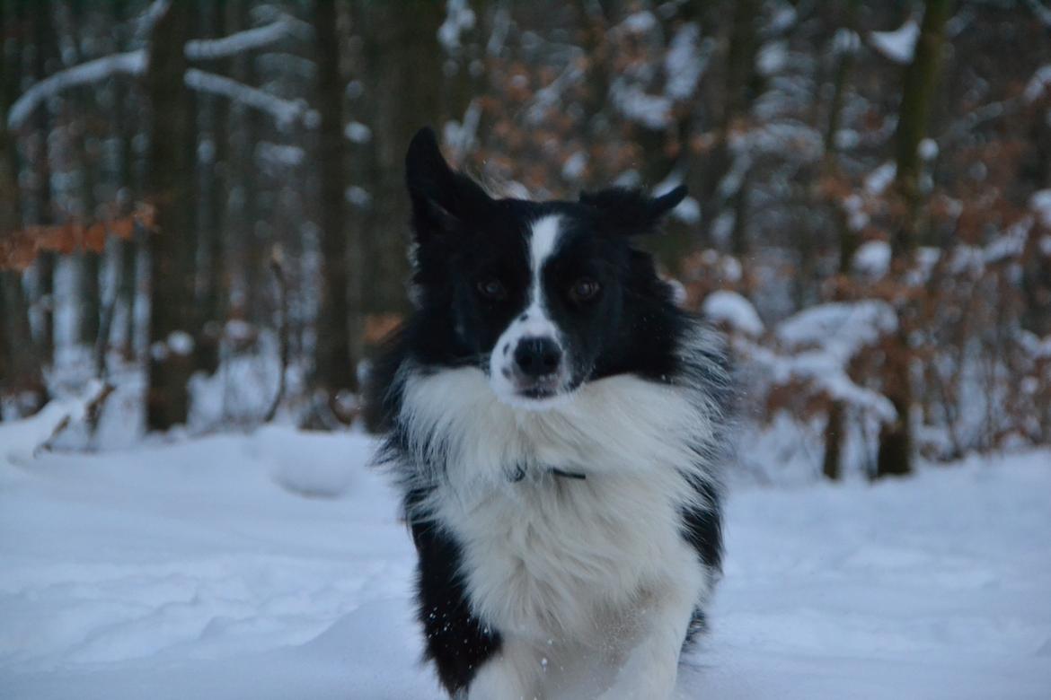 Border collie Nicko billede 18
