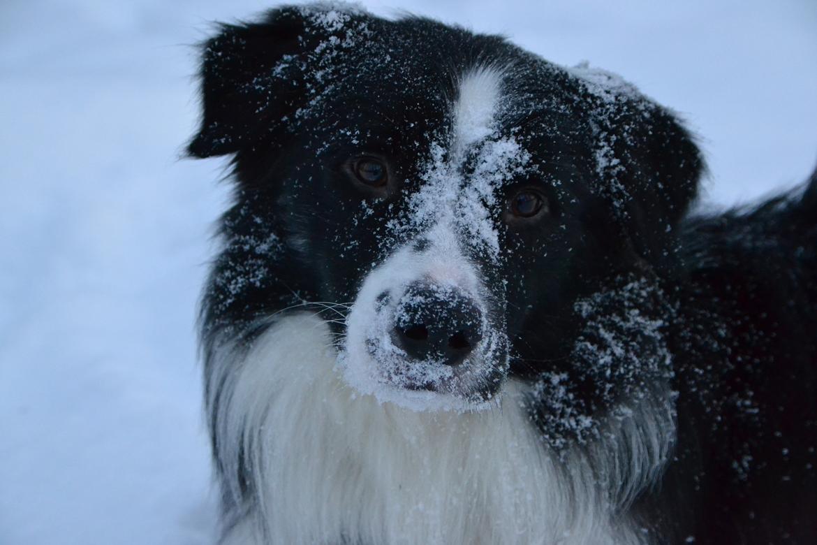 Border collie Nicko billede 17