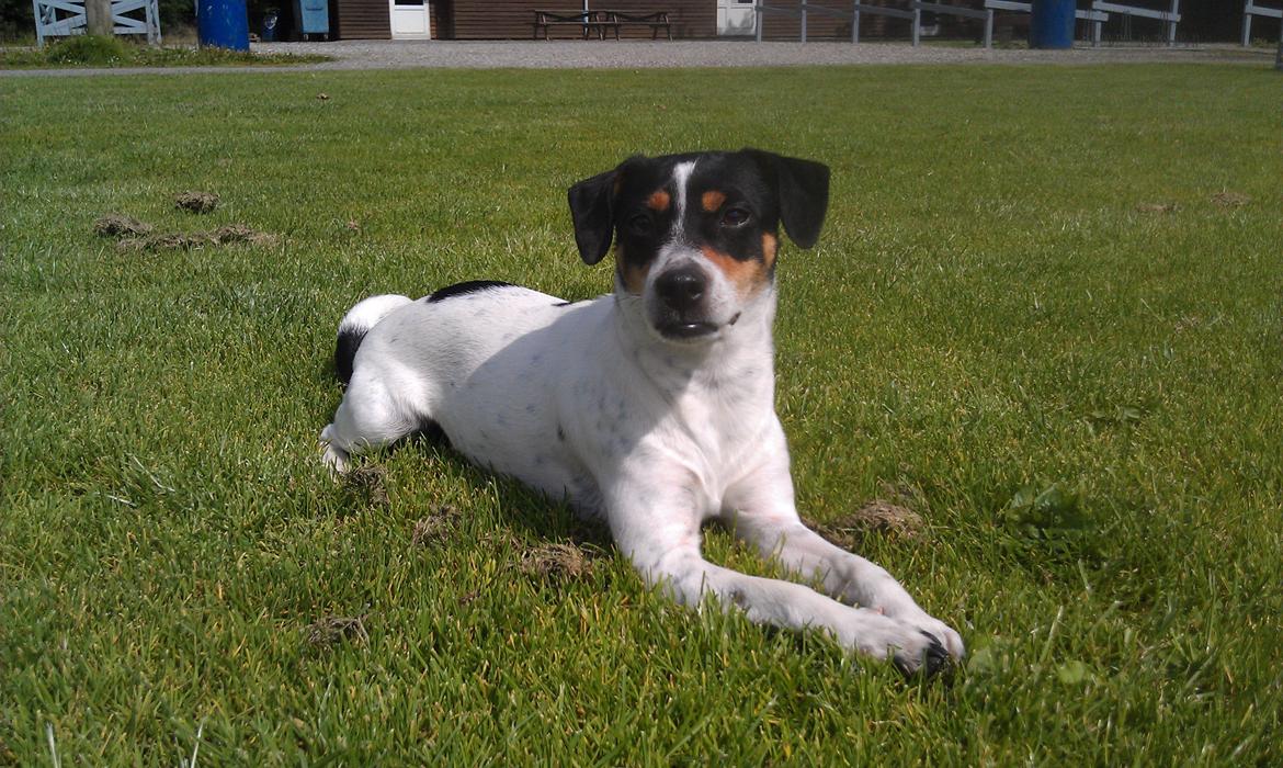 Dansk svensk gaardhund Lulu billede 1