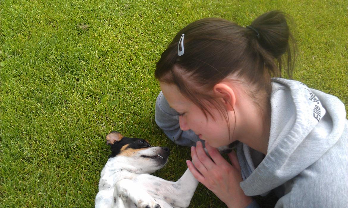 Dansk svensk gaardhund Lulu billede 2