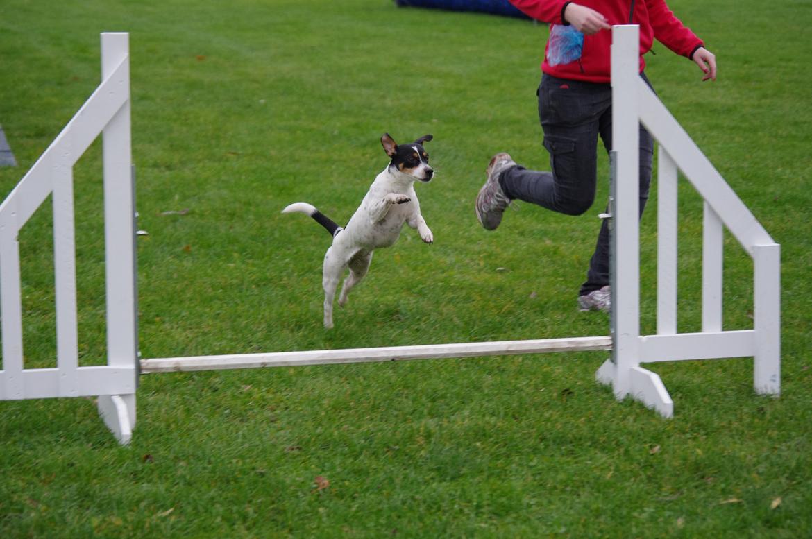 Dansk svensk gaardhund Lulu billede 3