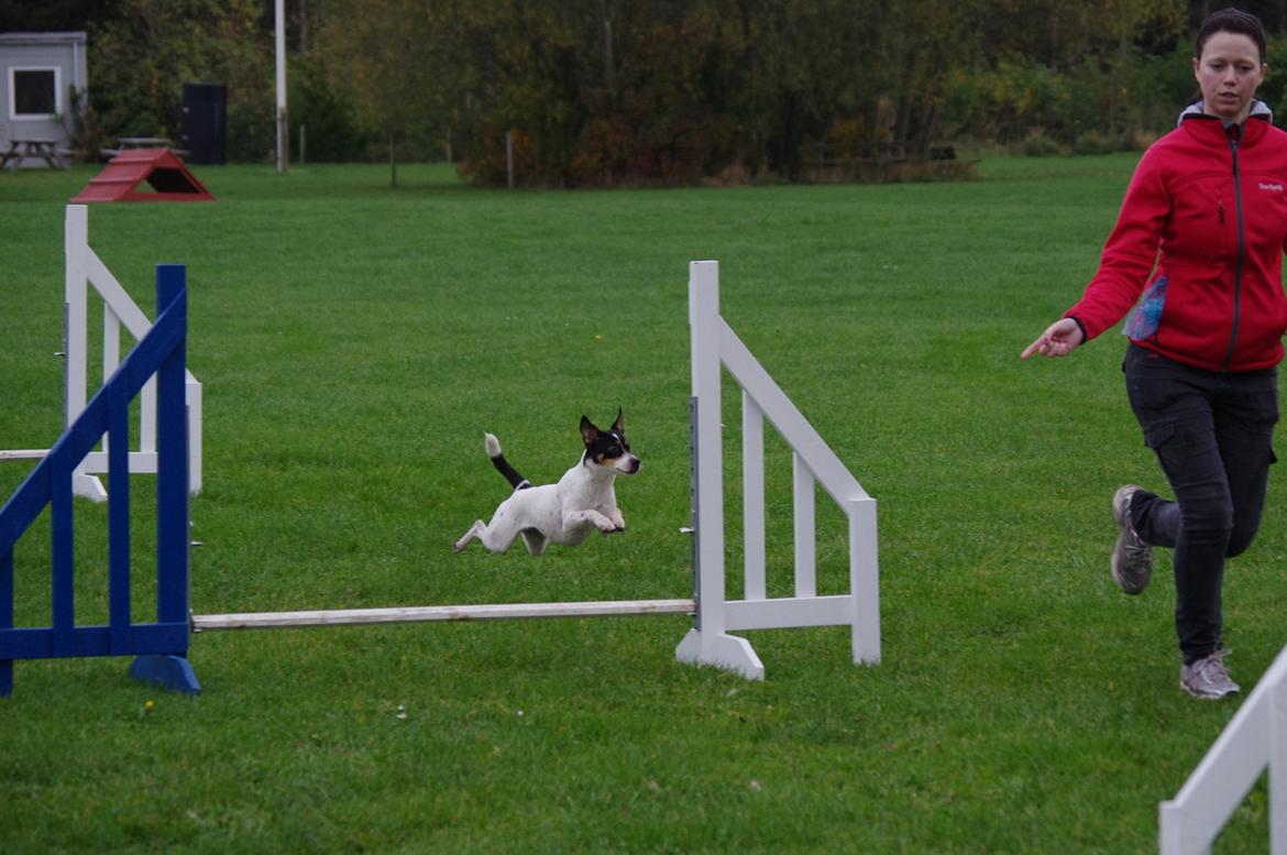 Dansk svensk gaardhund Lulu billede 5