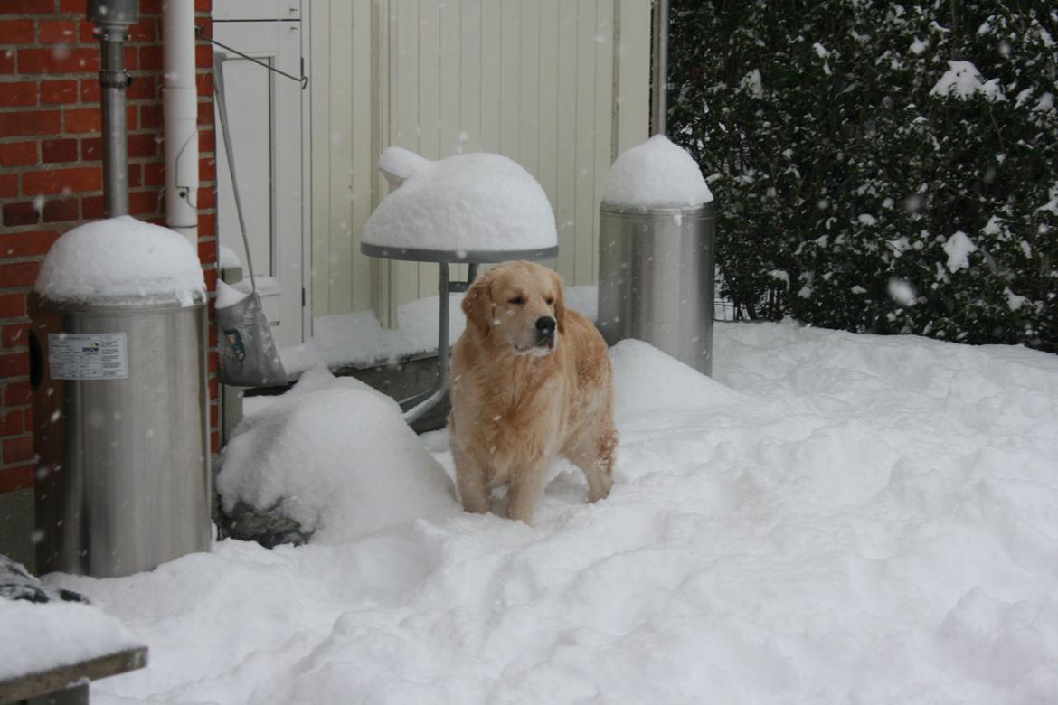 Golden retriever Basse(Mystic man) <3 - 2 år  billede 16
