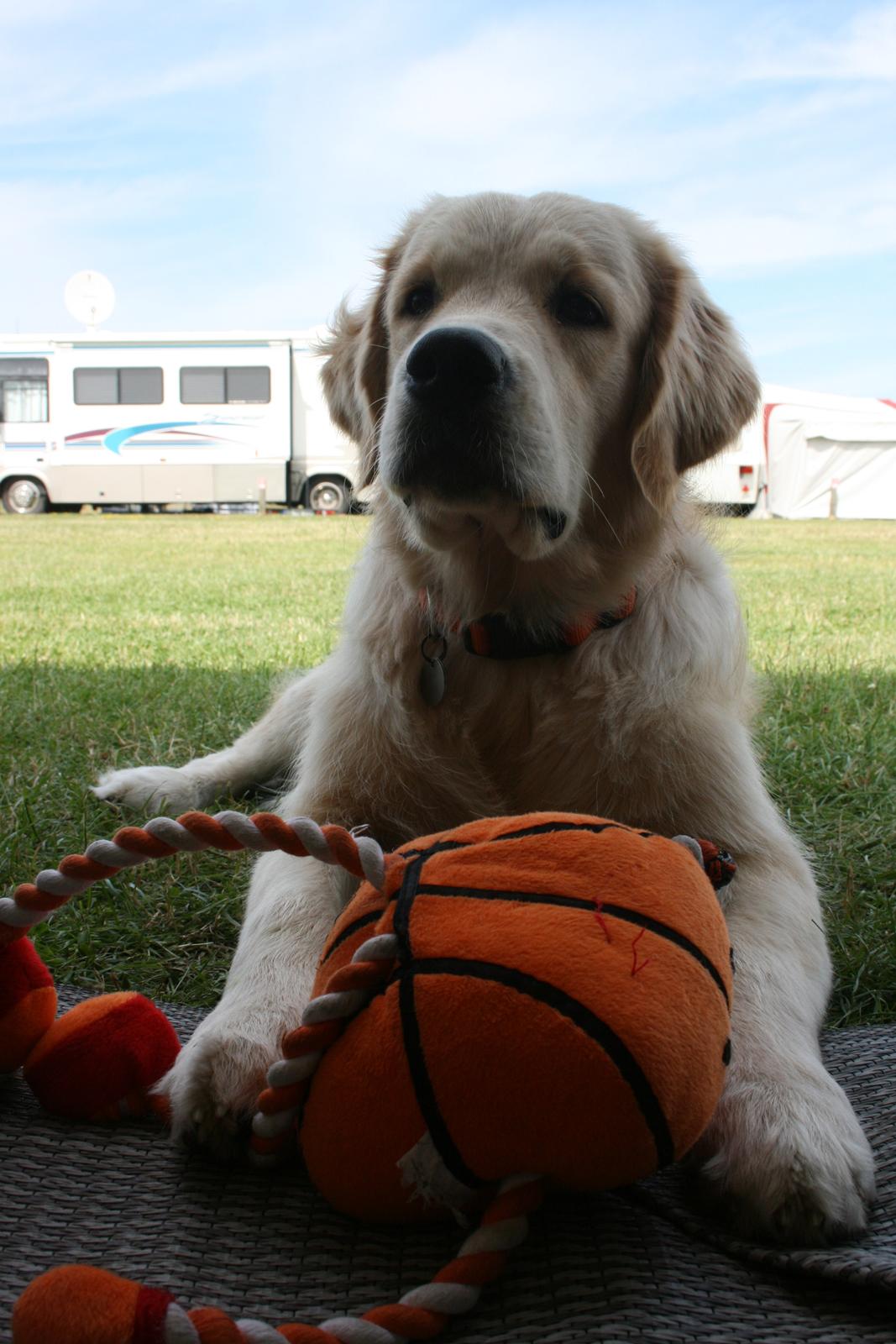 Golden retriever Basse(Mystic man) <3 - 1. år på camping ! Så dygtig billede 17