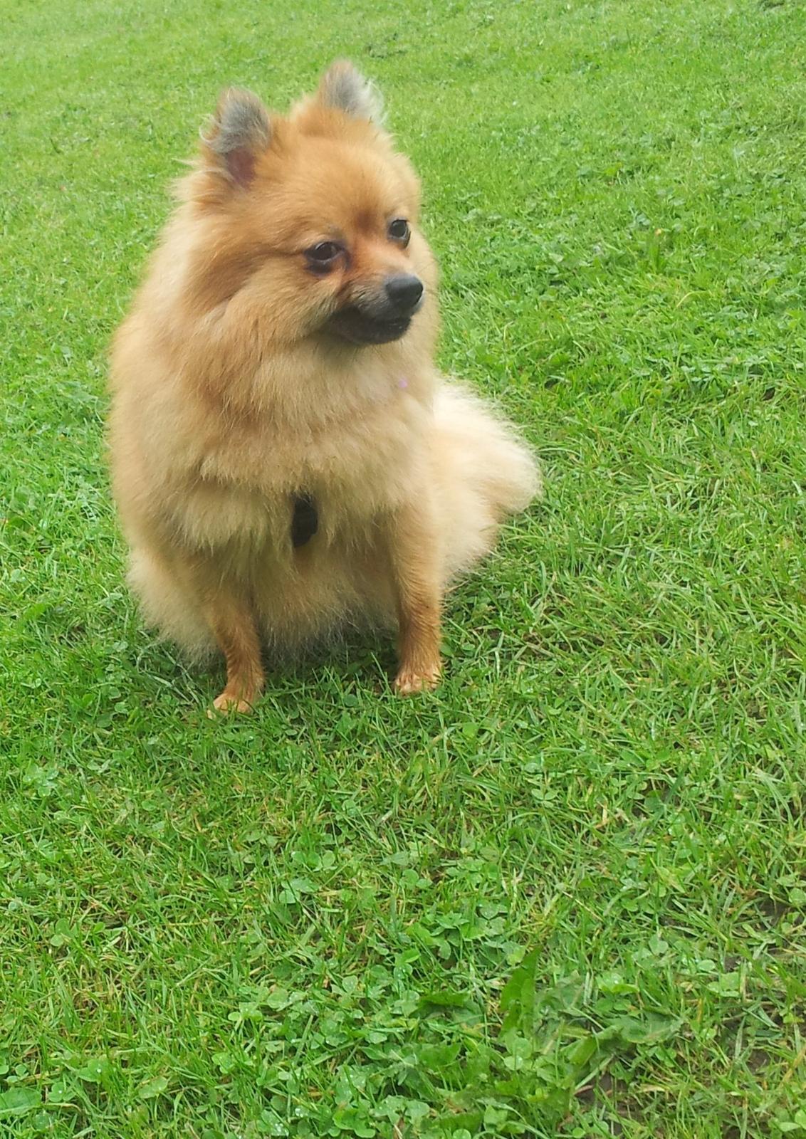 Pomeranian Nelli billede 7