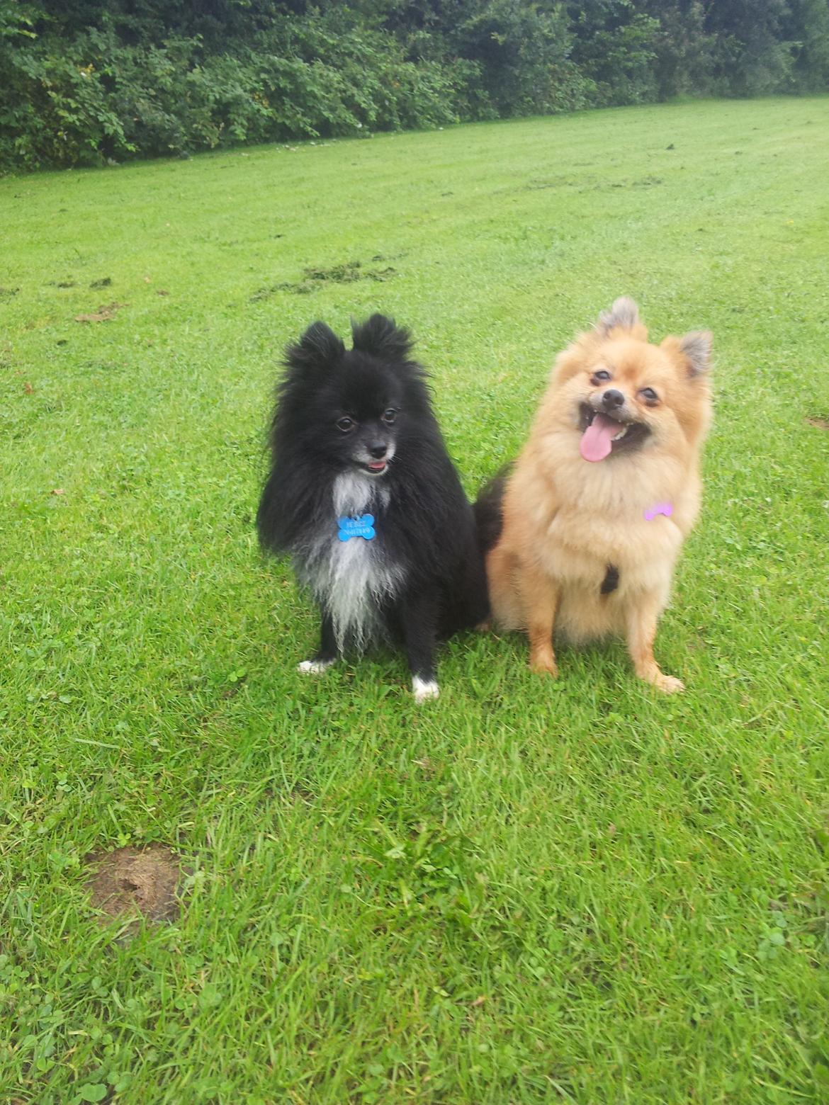 Pomeranian Nelli billede 2