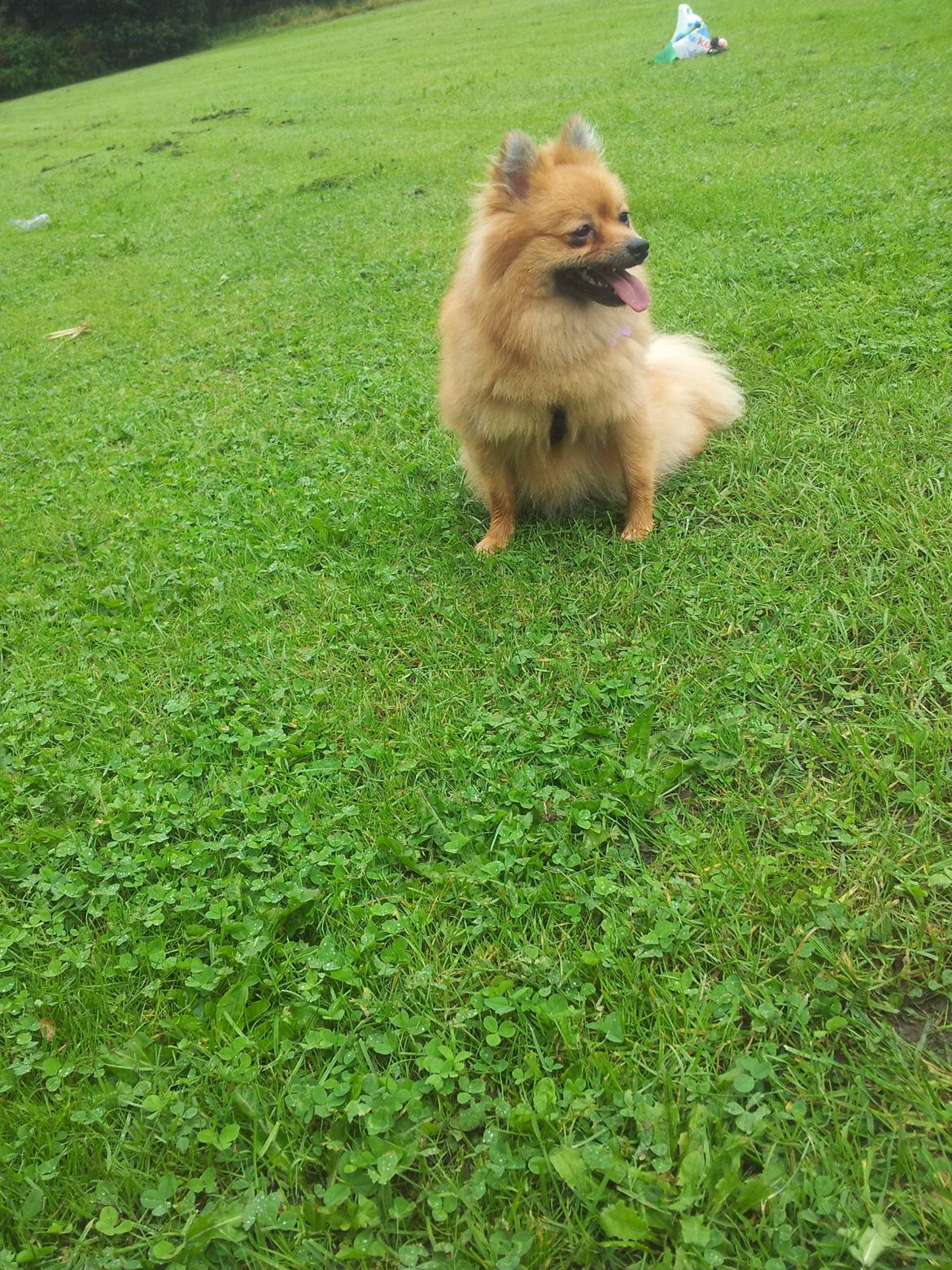 Pomeranian Nelli billede 20