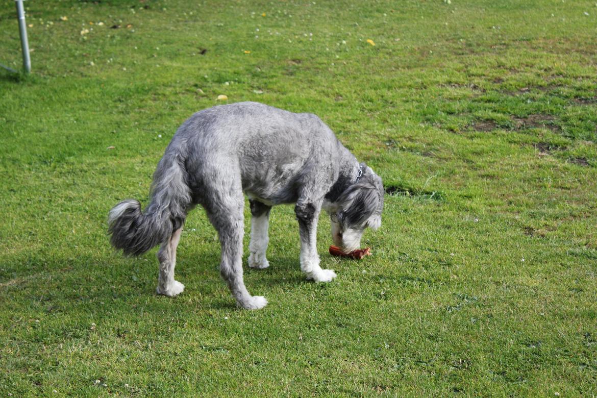 Bearded collie Savoy[Shetlanas Inside Player] billede 14