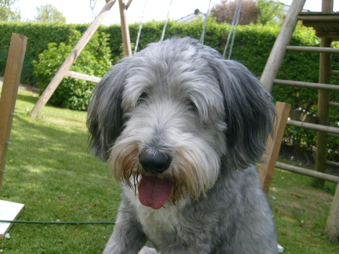 Bearded collie Savoy[Shetlanas Inside Player] billede 15