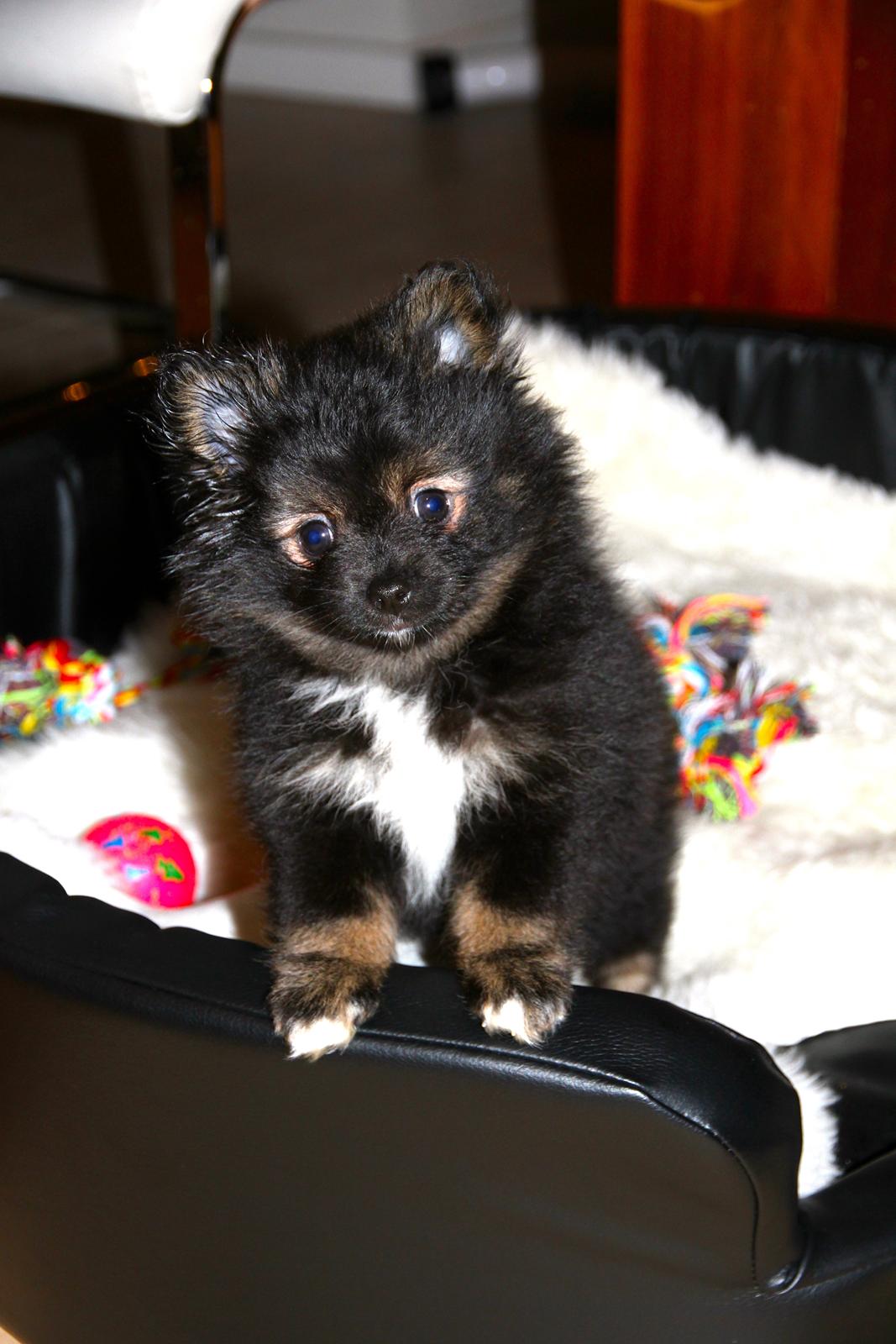 Pomeranian Poms Bentley - Poms Bentley.<3 8 uger. billede 9