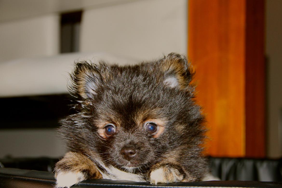 Pomeranian Poms Bentley billede 11