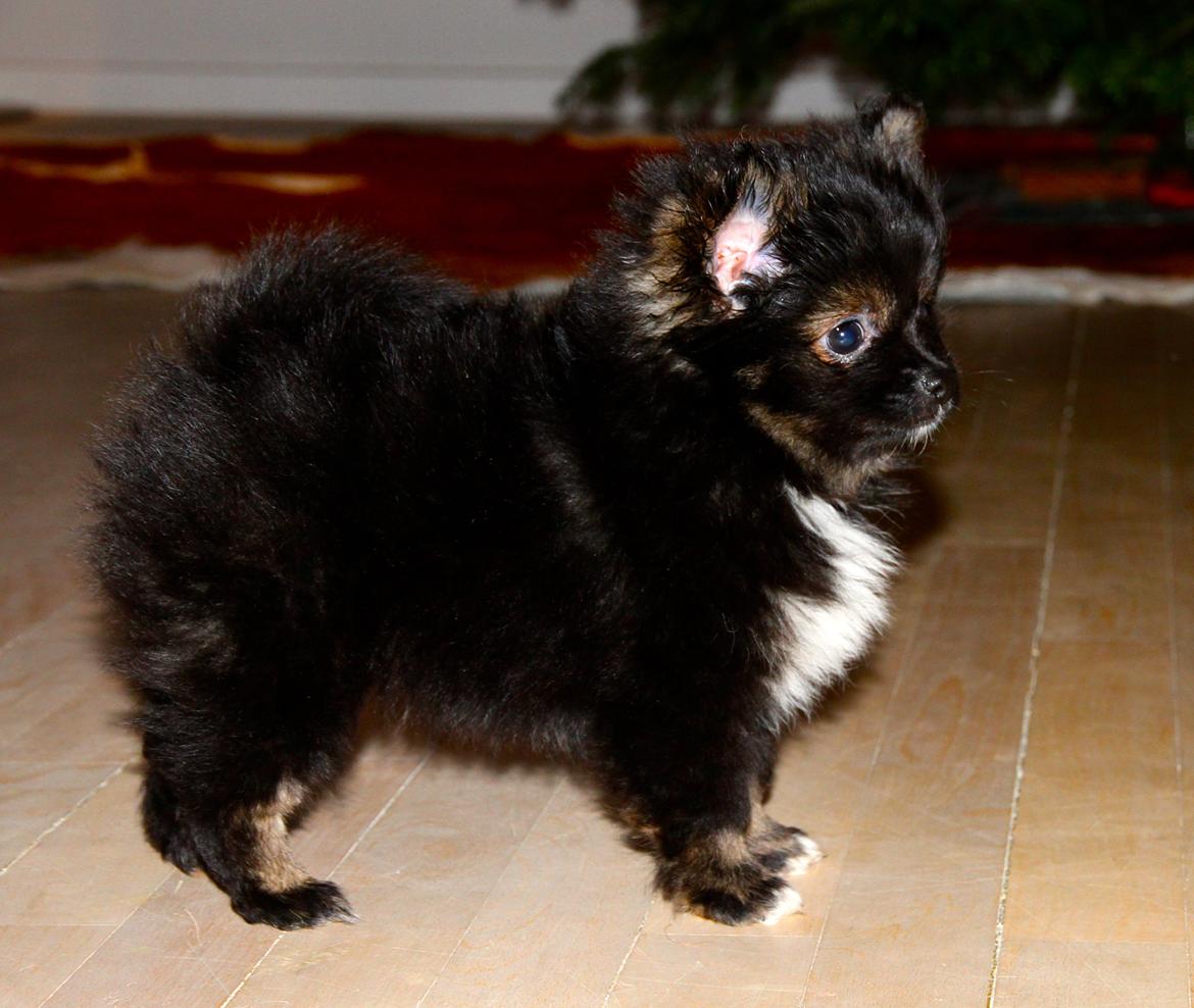 Pomeranian Poms Bentley billede 12