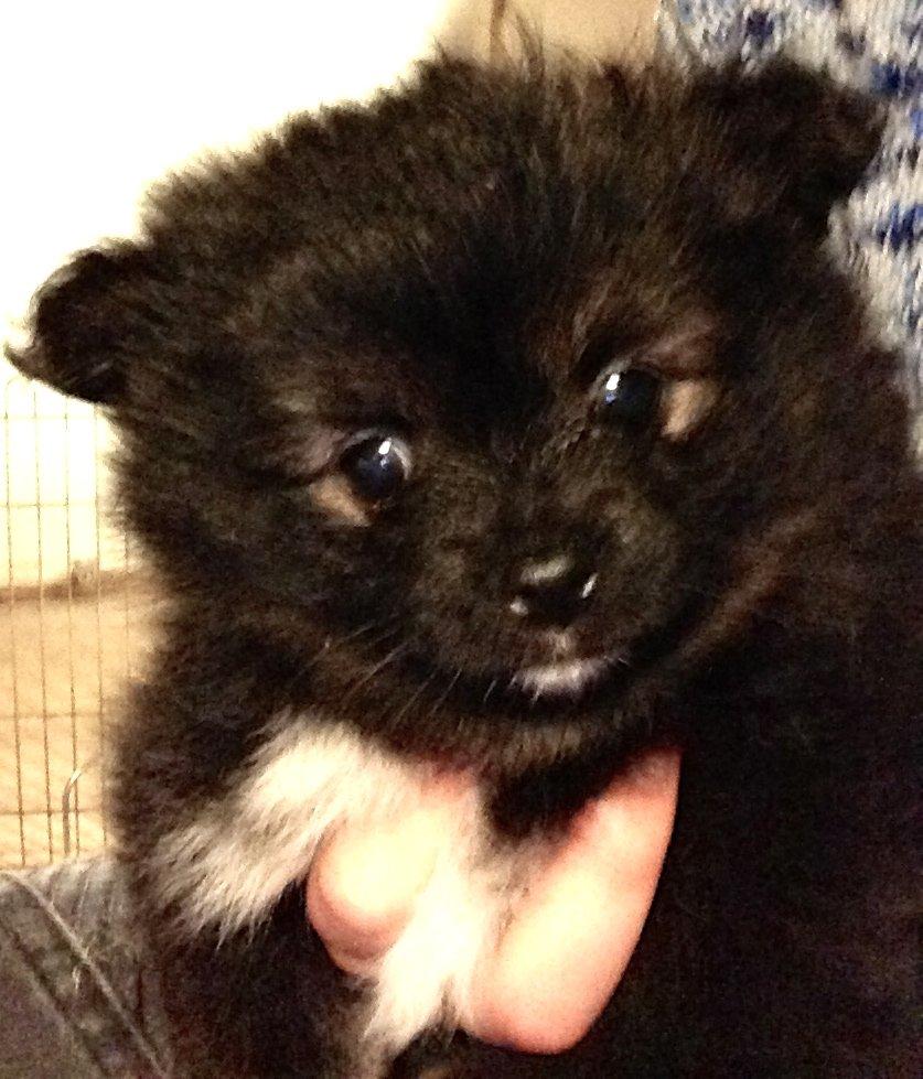 Pomeranian Poms Bentley - Ben 6 uger. billede 15