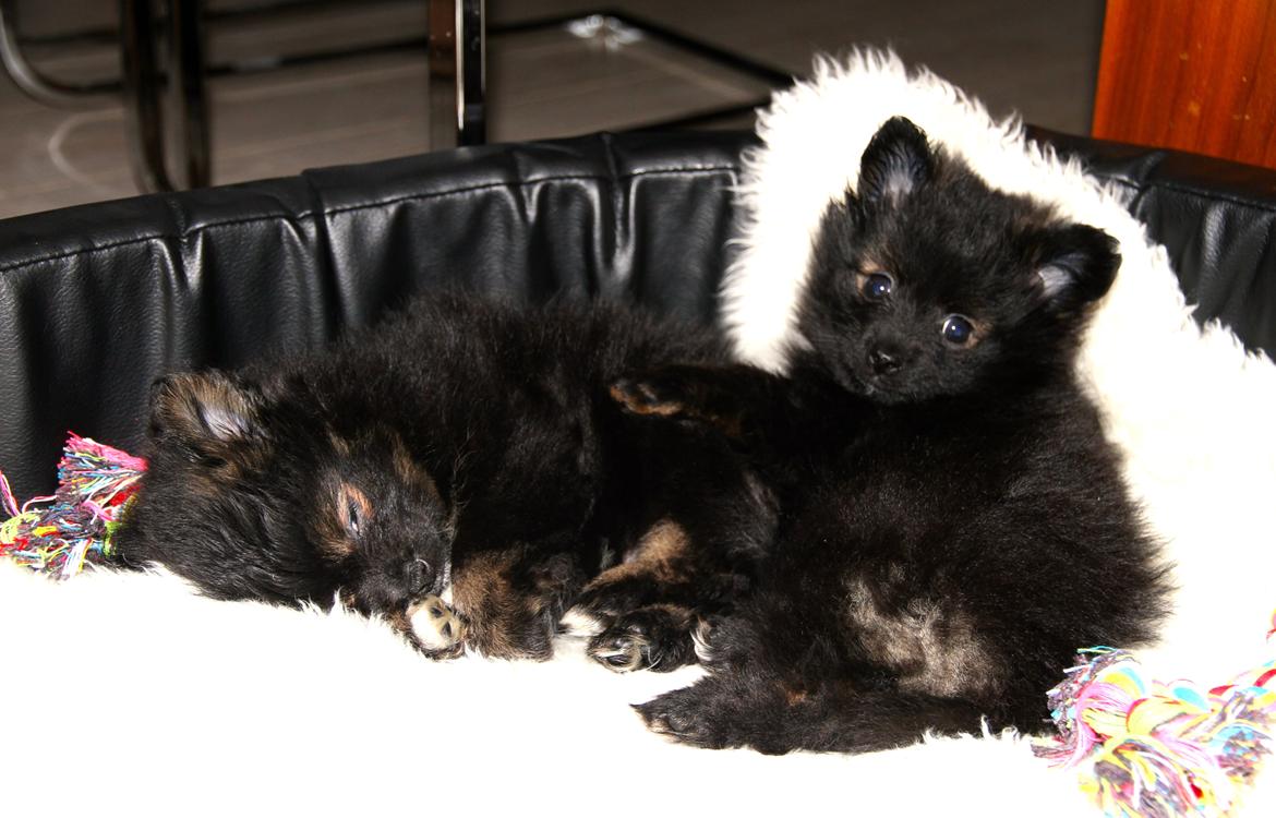 Pomeranian Poms Bentley - Ben(til venstre) og Beamer.<3 billede 18