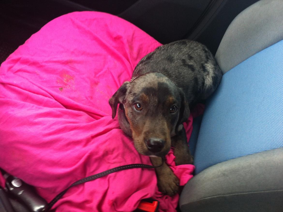 Blanding af racer Sofus billede 1