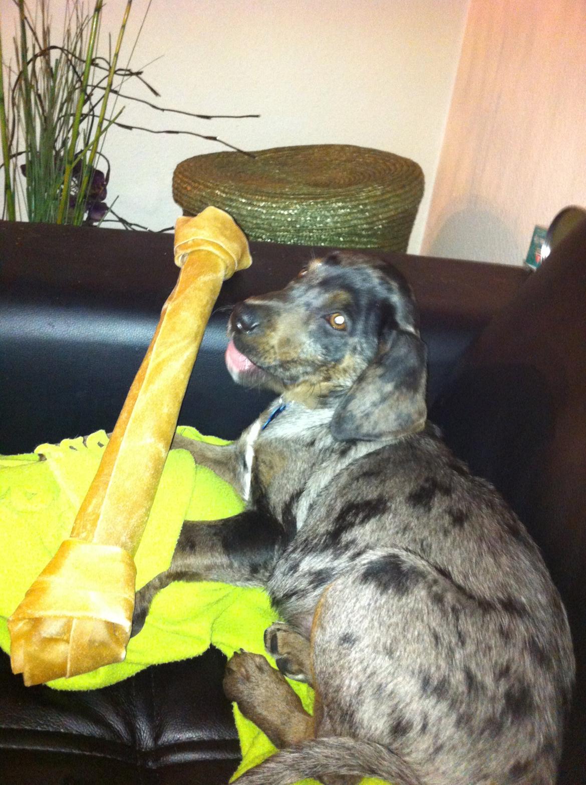 Blanding af racer Sofus billede 2