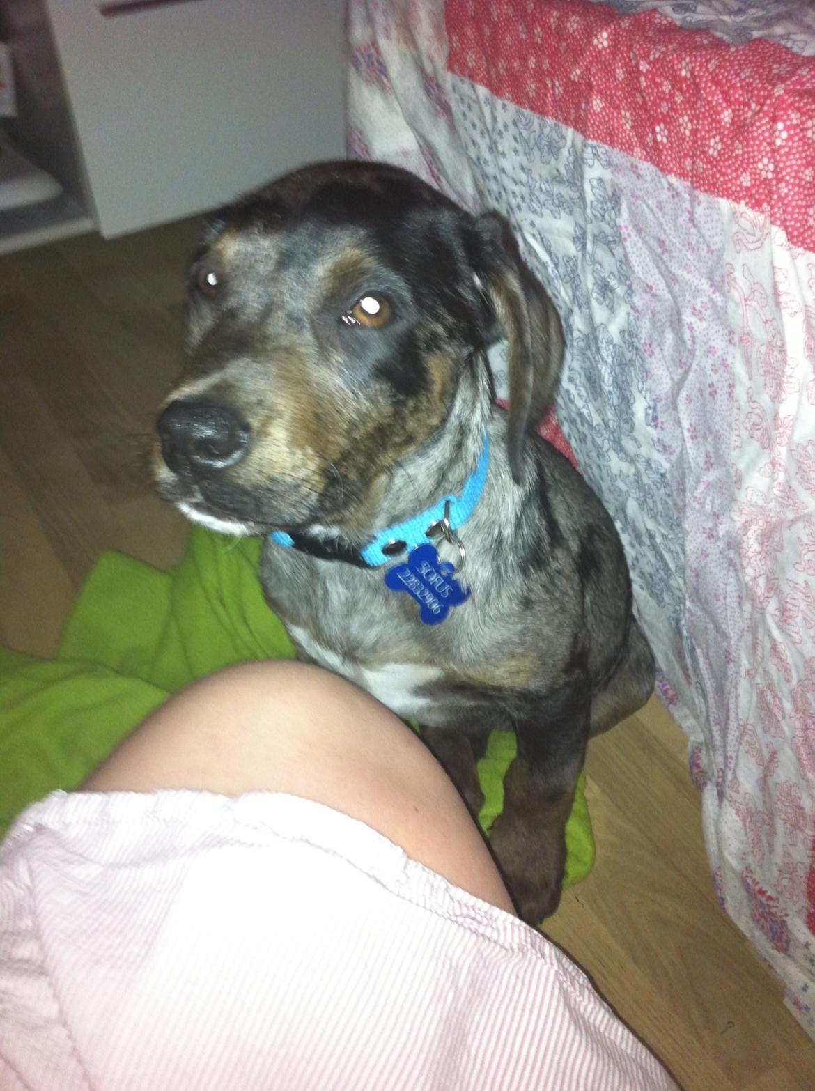 Blanding af racer Sofus billede 3