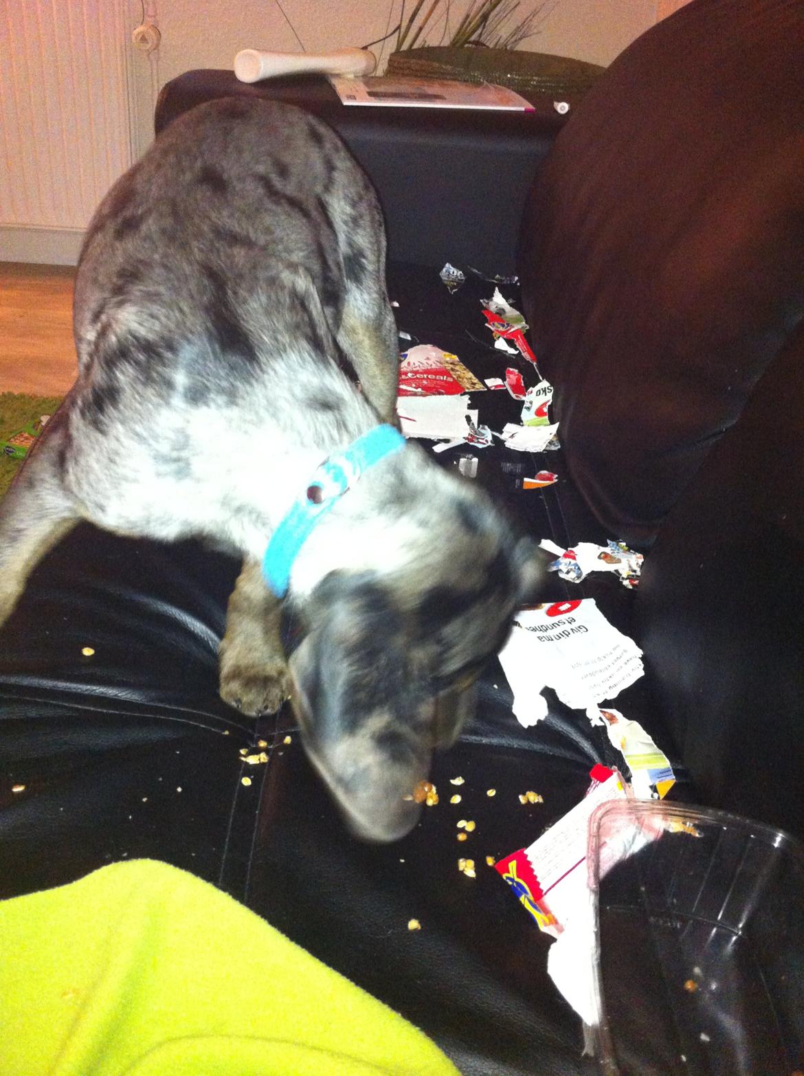 Blanding af racer Sofus billede 4