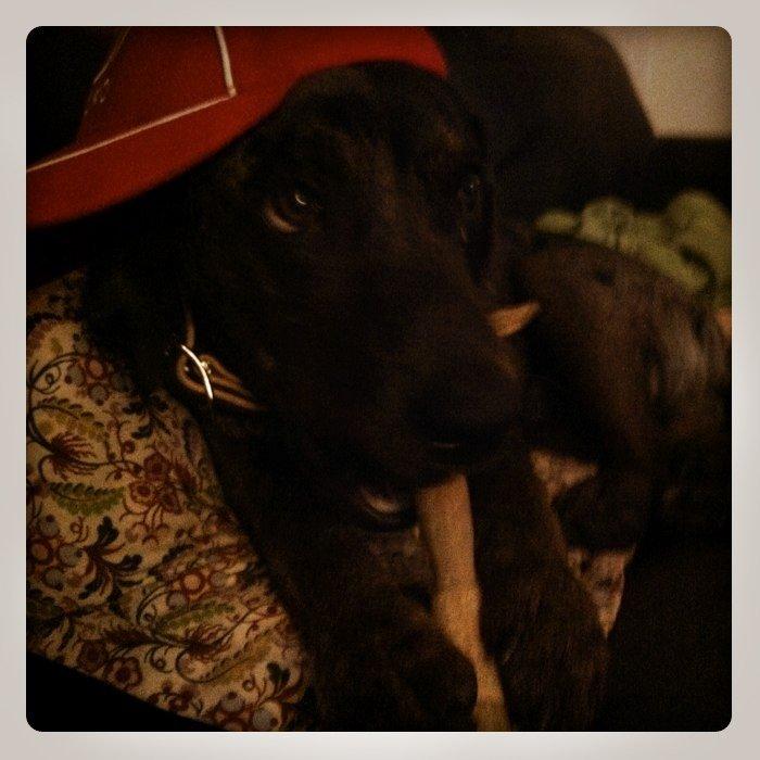 Blanding af racer Sofus billede 5