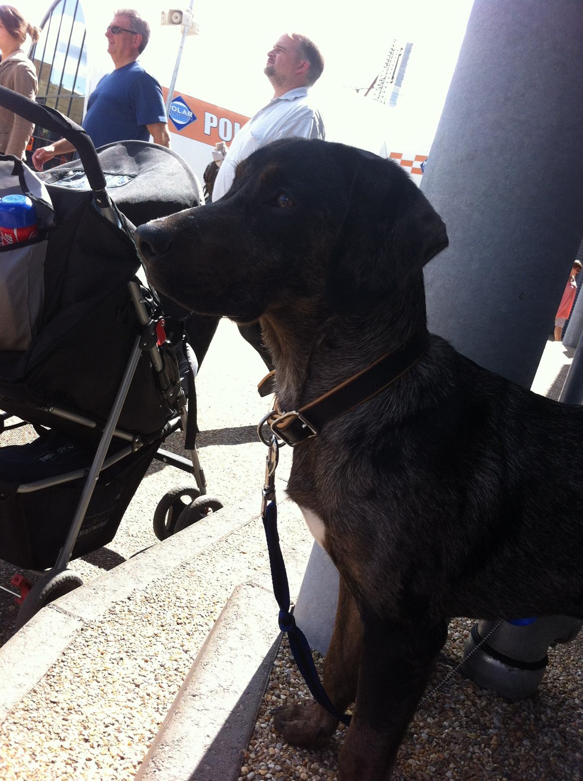 Blanding af racer Sofus billede 6