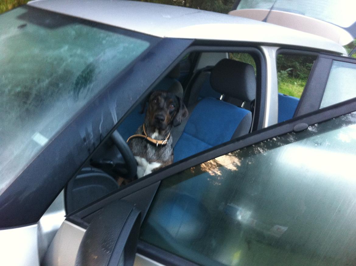 Blanding af racer Sofus billede 7