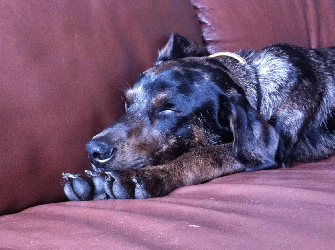 Blanding af racer Sofus billede 8