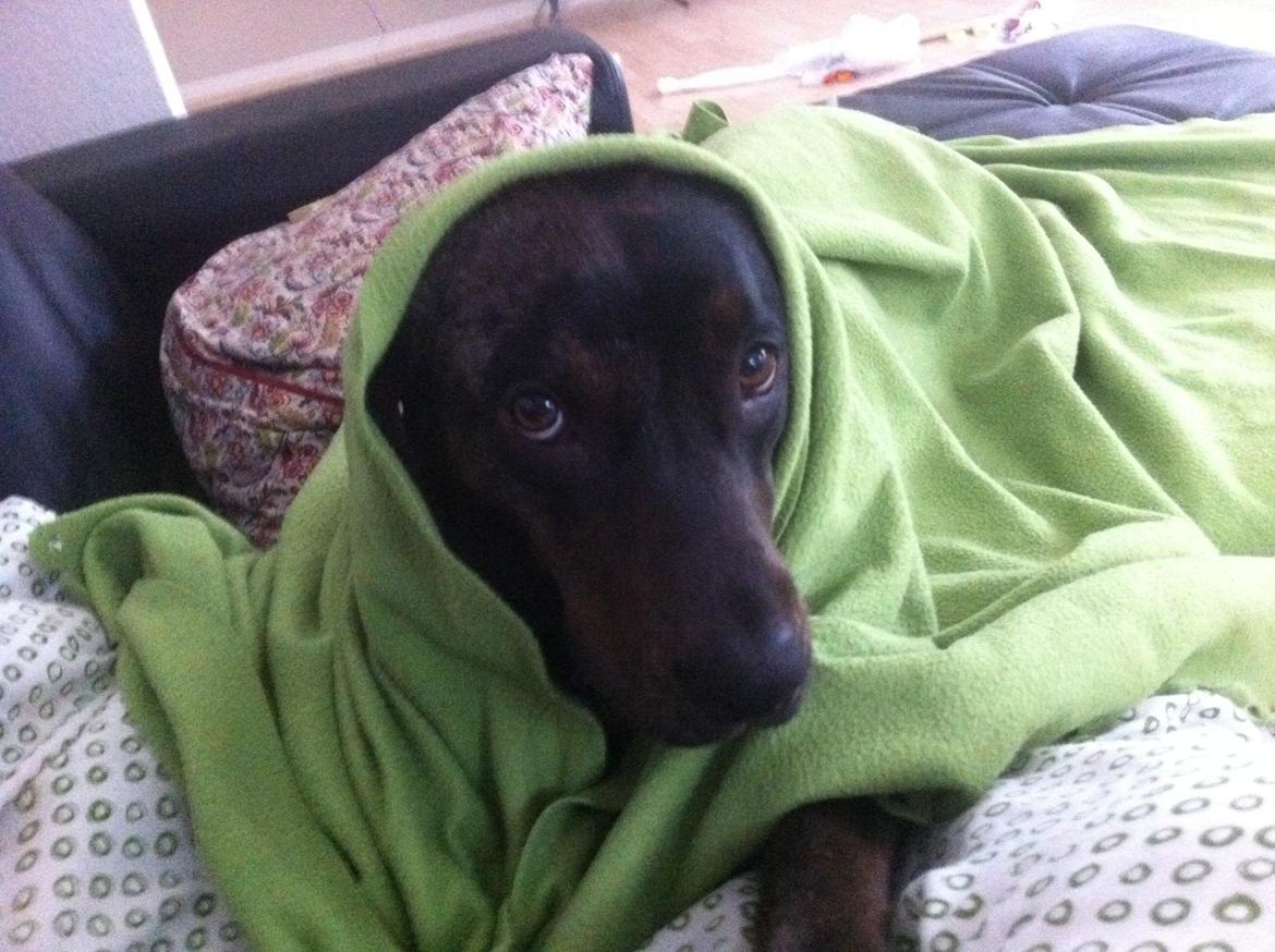 Blanding af racer Sofus billede 10